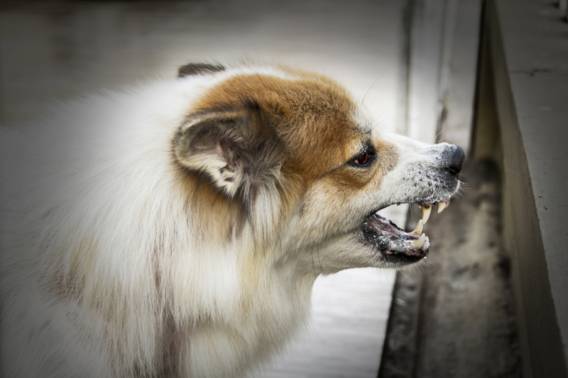 World Rabies Day Was Created In Response To Dog Attacks