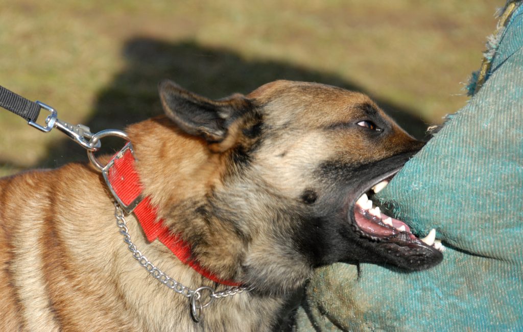 Modesto Woman Fatally Attacked By Neighbor's Dogs